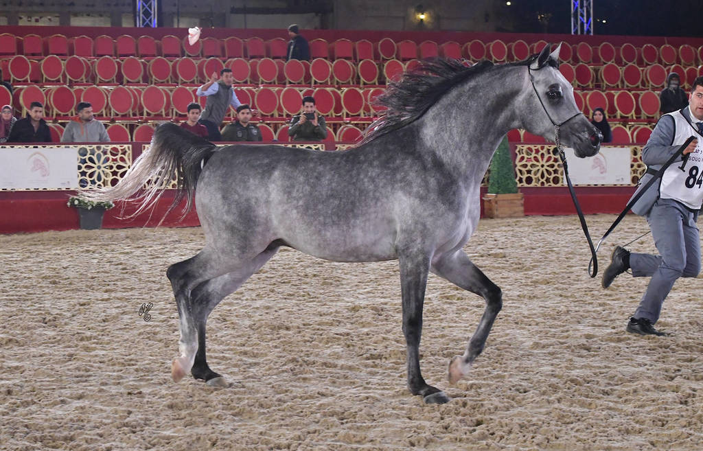 Najer Al Shaqab: Colts 3 Years Old