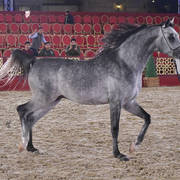 Najer Al Shaqab: Colts 3 Years Old