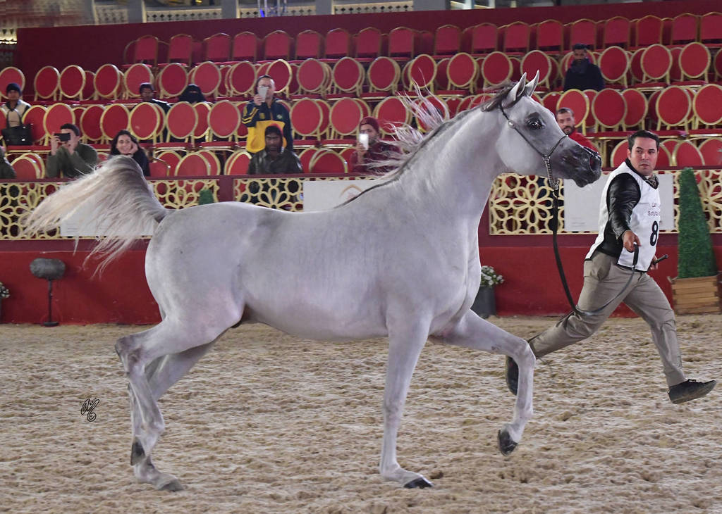 Mashaal Al Shaqab: Colts 3 Years Old 