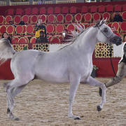 Mashaal Al Shaqab: Colts 3 Years Old 