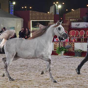 Singleton Assayel Aluwaynah: Colts 3 Years Old