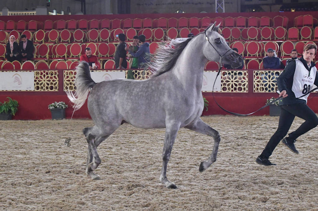 Samel Al Shaqab: Colts 3 Years Old