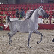Samel Al Shaqab: Colts 3 Years Old