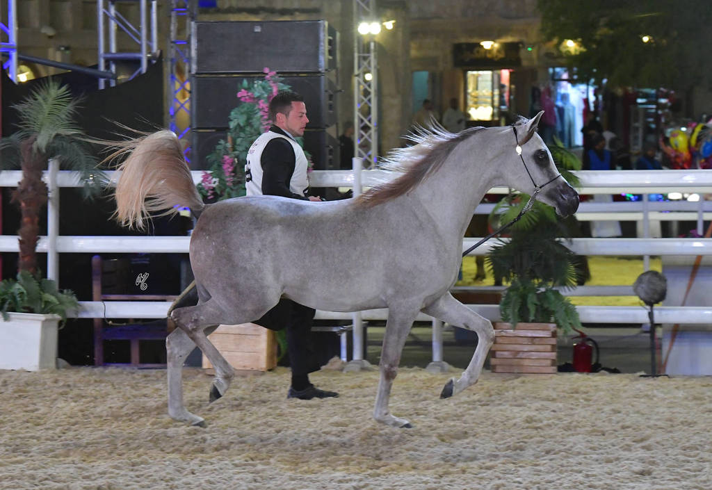 Rb Ghazi:  Colts 2 Years Old 