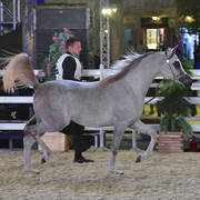 Rb Ghazi:  Colts 2 Years Old 