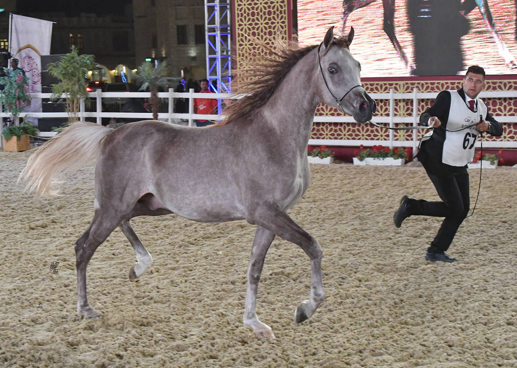 Asfoor Al Rayyan: Colts 2 Years Old