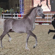 Asfoor Al Rayyan: Colts 2 Years Old