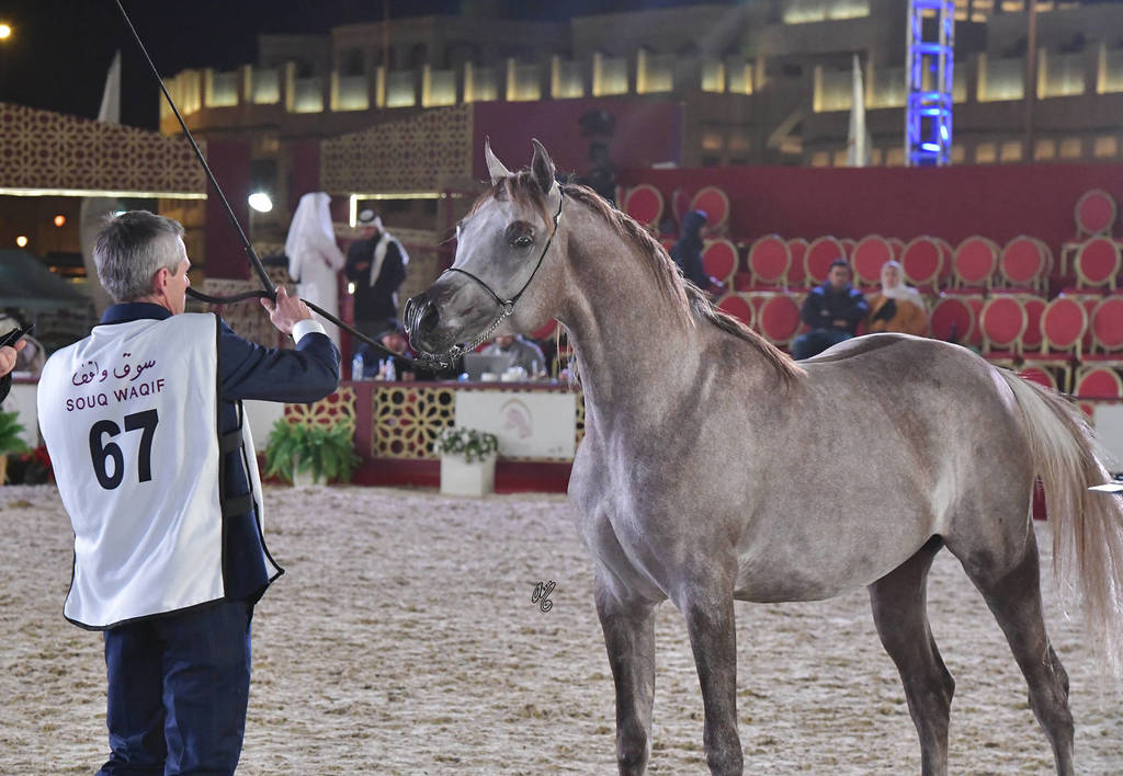 Asfoor Al Rayyan: Colts 2 Years Old