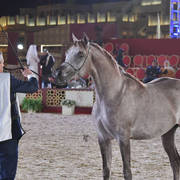 Asfoor Al Rayyan: Colts 2 Years Old