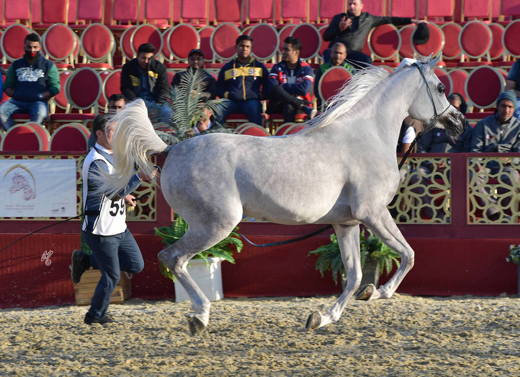 Sedra Bu Thaila: Fillies 3 Years Old  