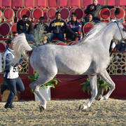 Sedra Bu Thaila: Fillies 3 Years Old  