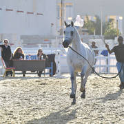 Dalal Al Waab: Fillies 3 Years Old 