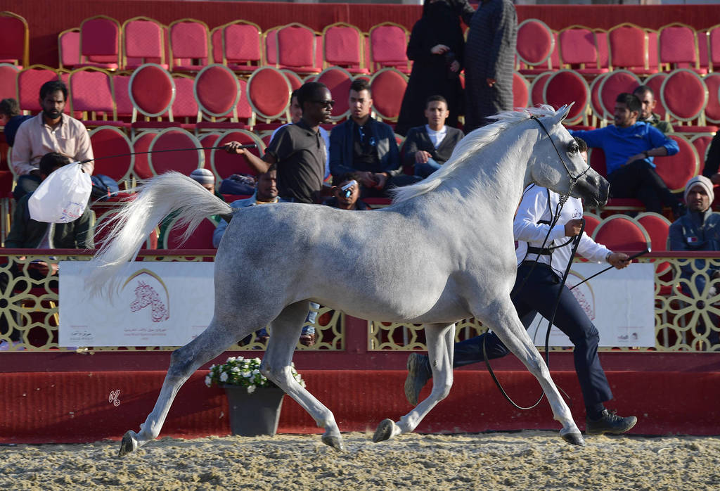 Shahrazad Al Waab: Fillies 3 Years Old