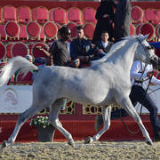 Shahrazad Al Waab: Fillies 3 Years Old