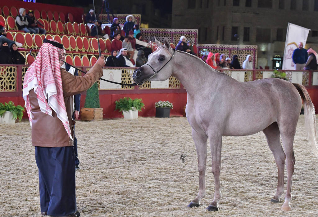 Zahra Al Rayyan: Fillies 2 Years Old