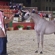 Zahra Al Rayyan: Fillies 2 Years Old