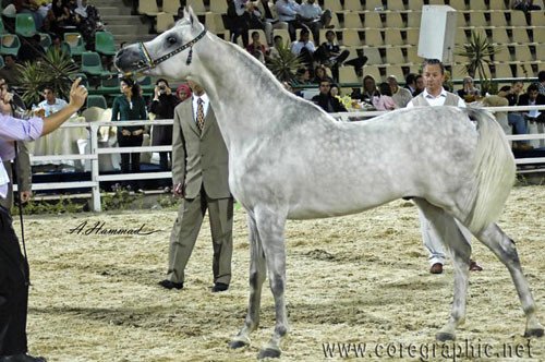 RESERVE JUNIOR CHAMPION COLT - JAMIL AL RAYAAN - 03/10/2005
SIRE: ANSATA HEJAZI
DAM: DANA AL RAYAAN
OWNER: AL BAIDAA & EL GABRY
BREEDER: ALRAYAAN FARM - QATAR