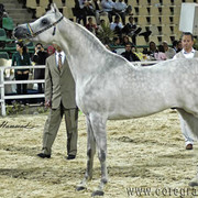 RESERVE JUNIOR CHAMPION COLT - JAMIL AL RAYAAN - 03/10/2005
SIRE: ANSATA HEJAZI
DAM: DANA AL RAYAAN
OWNER: AL BAIDAA & EL GABRY
BREEDER: ALRAYAAN FARM - QATAR
