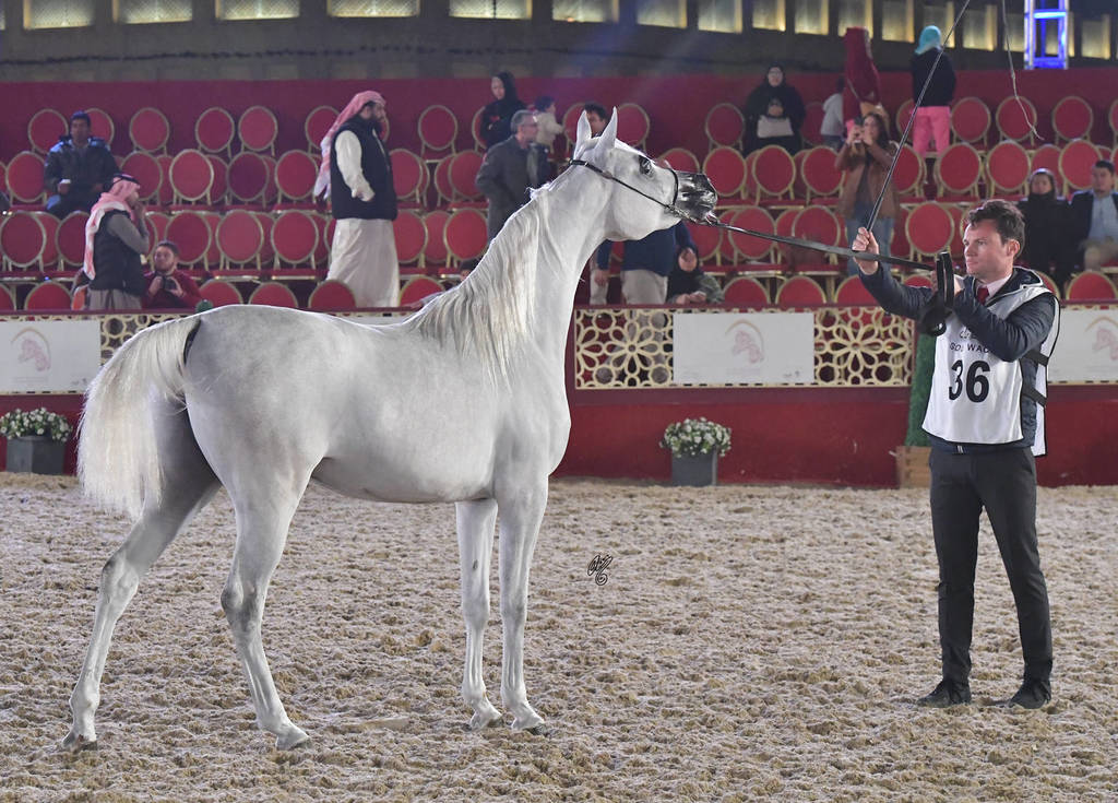 Noreen Al Waab: Fillies 2 Years Old 