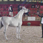 Noreen Al Waab: Fillies 2 Years Old 