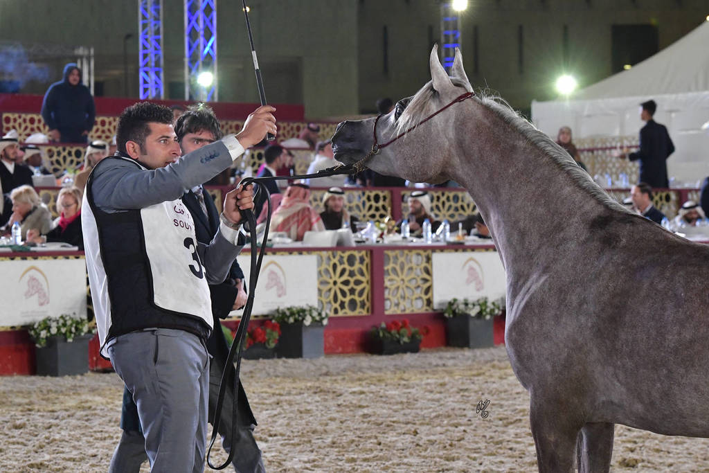 Sawari Al Rayyan: Fillies 2 Years Old 