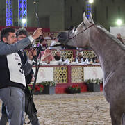 Sawari Al Rayyan: Fillies 2 Years Old 