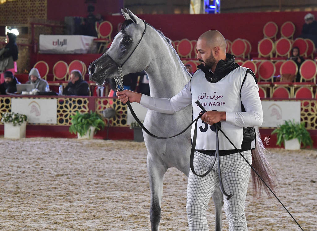 Saba Al Shaqab: Fillies 2 Years Old