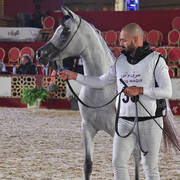 Saba Al Shaqab: Fillies 2 Years Old