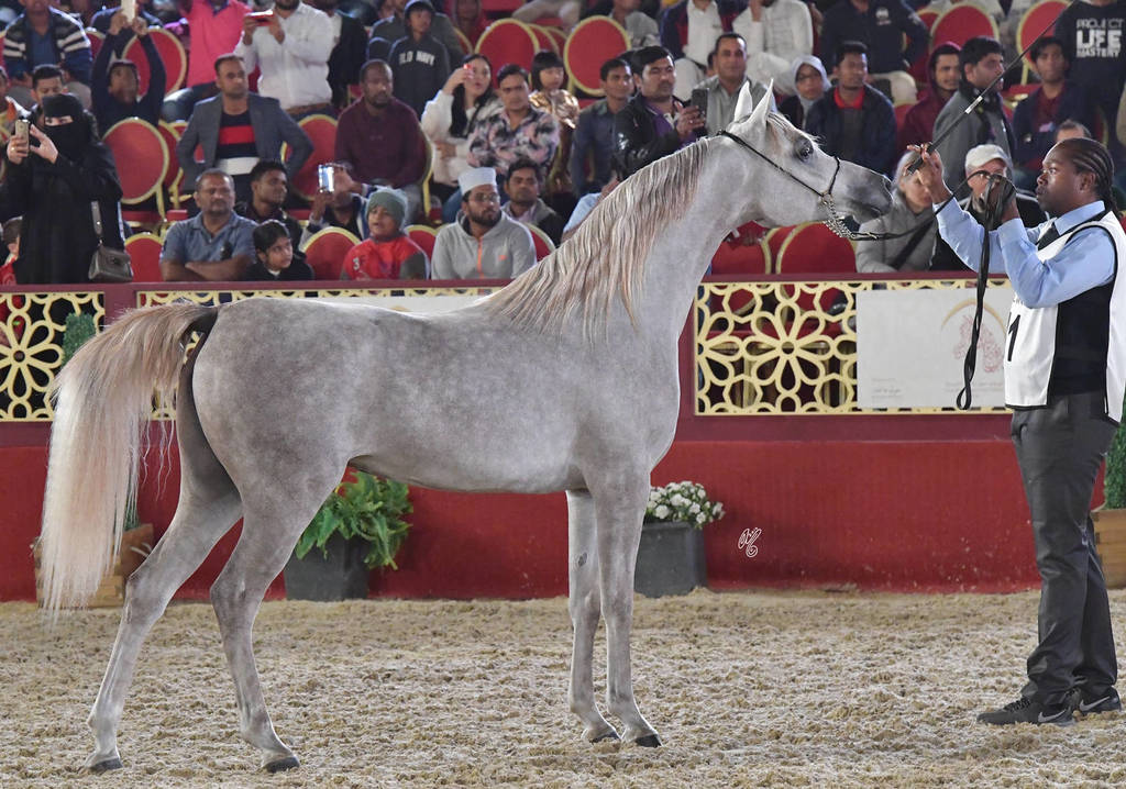 Layla Al Waab: Fillies 2 Years Old 