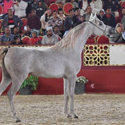 Layla Al Waab: Fillies 2 Years Old 