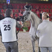 Toya Al Rowdha: Fillies 2 Years Old 