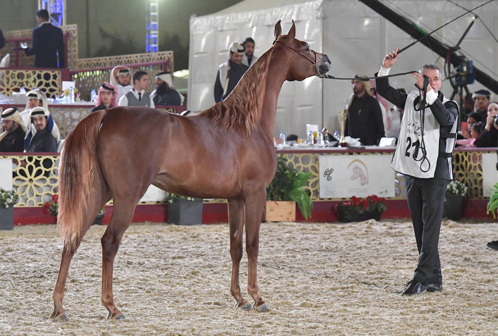 Delielh Al Rayyan: Fillies 2 Years Old