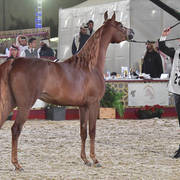 Delielh Al Rayyan: Fillies 2 Years Old