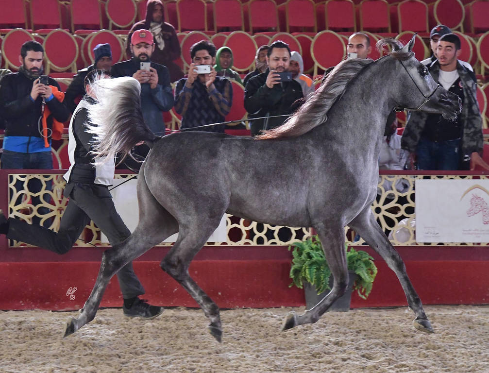 Anood Jarhab: Fillies 2 Years Old 