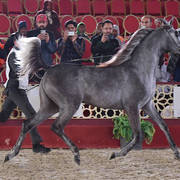 Anood Jarhab: Fillies 2 Years Old 