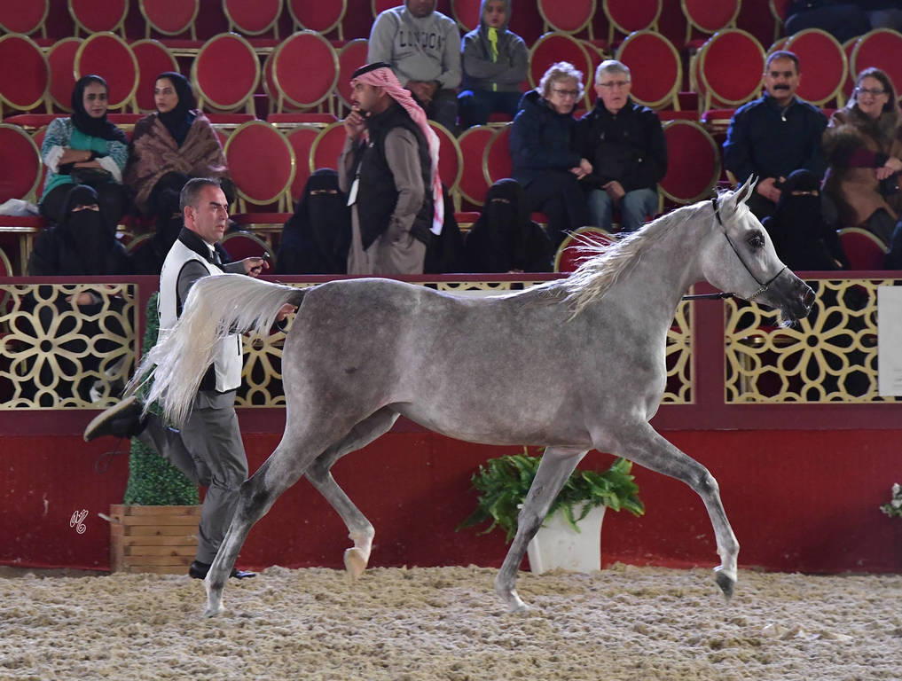 Magidaa Al Rayyan: Fillies 2 Years Old 