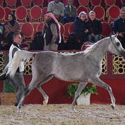 Magidaa Al Rayyan: Fillies 2 Years Old 