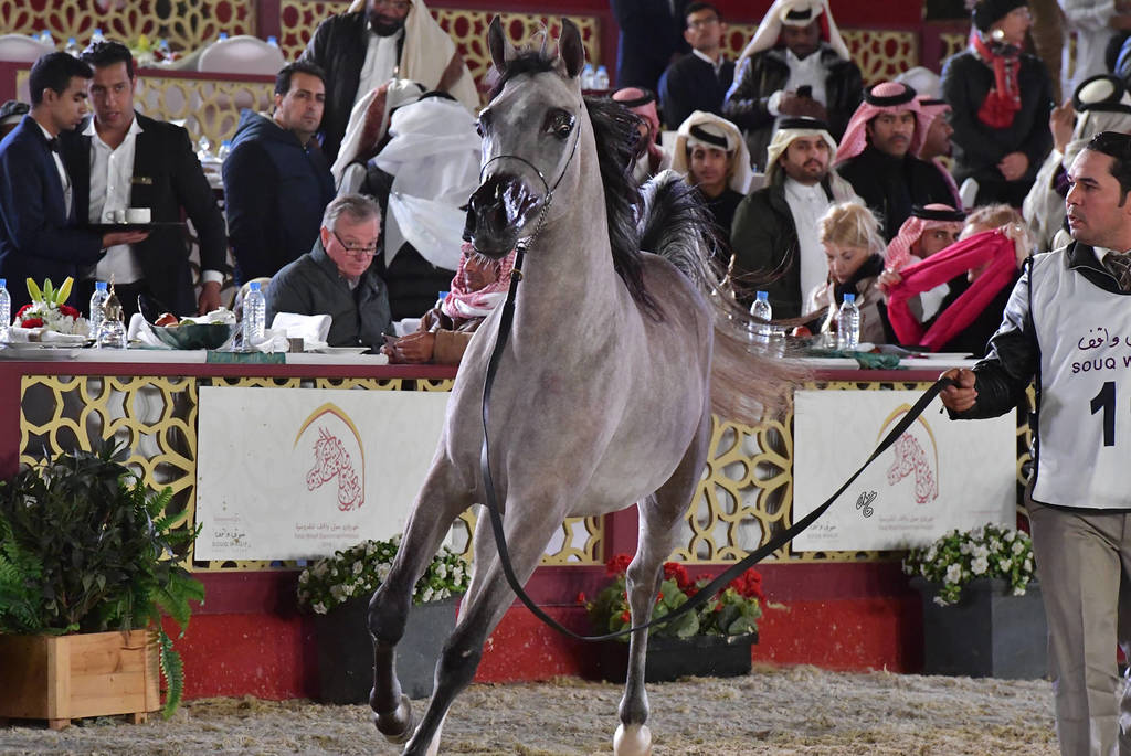 Reem Al Tayyar: Fillies 2 Years Old 