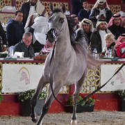 Reem Al Tayyar: Fillies 2 Years Old 