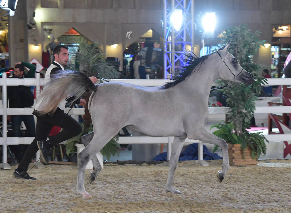 Cantara Al Shaqab: Fillies 2 Years Old