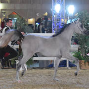 Cantara Al Shaqab: Fillies 2 Years Old