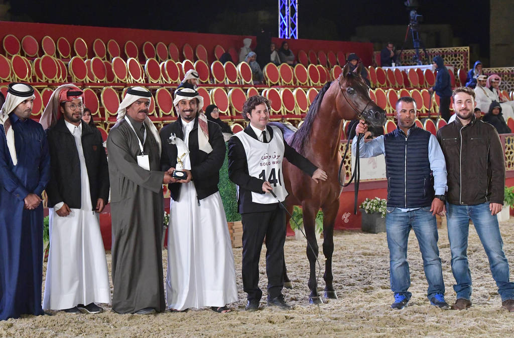 Senior Stallion Gold Champion: Gazwan Al Nasser (Gazal Al Shaqab X Ftoon Al Shaqab) 