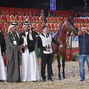 Senior Stallion Gold Champion: Gazwan Al Nasser (Gazal Al Shaqab X Ftoon Al Shaqab) 