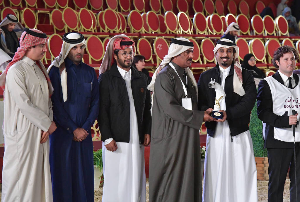 Senior Stallion Gold Champion: Gazwan Al Nasser (Gazal Al Shaqab X Ftoon Al Shaqab) 