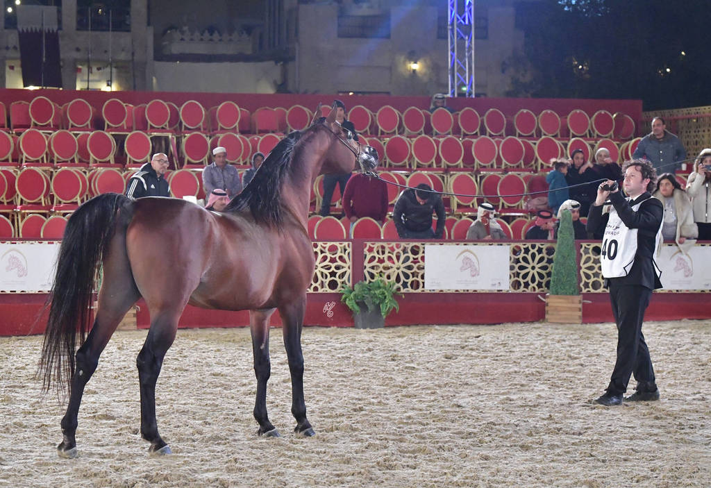 Senior Stallion Gold Champion: Gazwan Al Nasser (Gazal Al Shaqab X Ftoon Al Shaqab) 