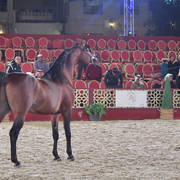Senior Stallion Gold Champion: Gazwan Al Nasser (Gazal Al Shaqab X Ftoon Al Shaqab) 