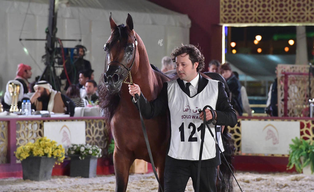 Senior Stallion Silver Champion: Sharaf Al Shahania (FA El Rasheem X Marwan Cristalrca)