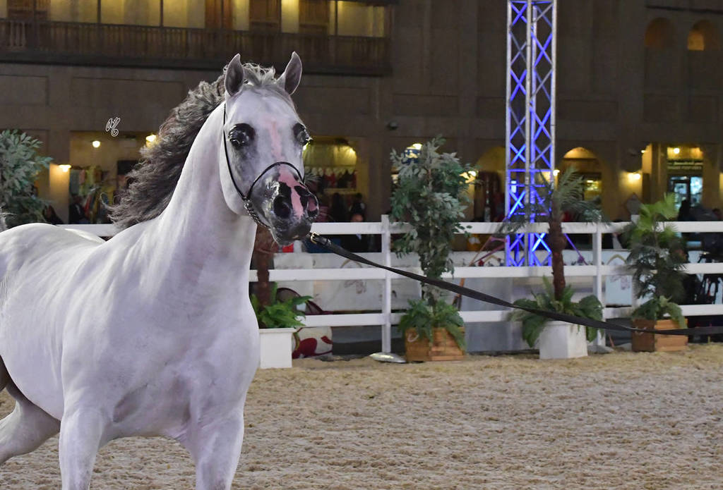 Senior Stallion Bronze Champion:  
Om El Sanadeed (OM El Shahmaan X OM El Jinaah)