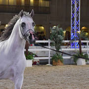 Senior Stallion Bronze Champion:  
Om El Sanadeed (OM El Shahmaan X OM El Jinaah)