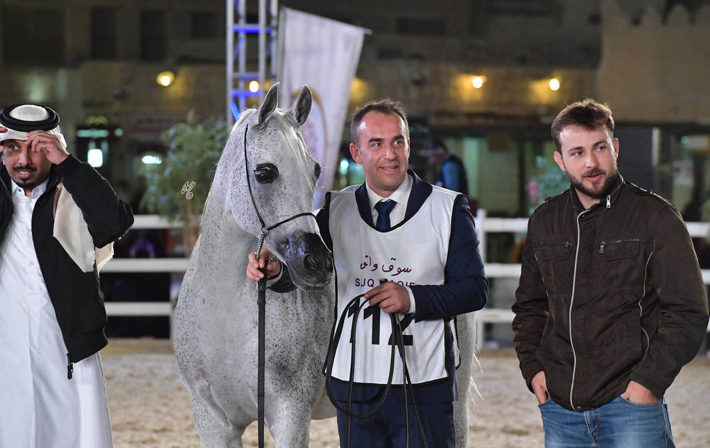 Senior Mare Gold Champion: Wasa (WH Justice X Waresa)